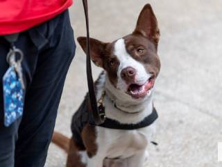 Metro Florida Vets sponsored Atlas